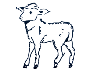 Export-quality lamb cuts: legs, racks, and shoulders processed by APM Packers