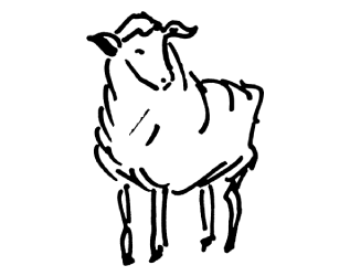 Premium fresh and frozen lamb meat cuts for international distributors